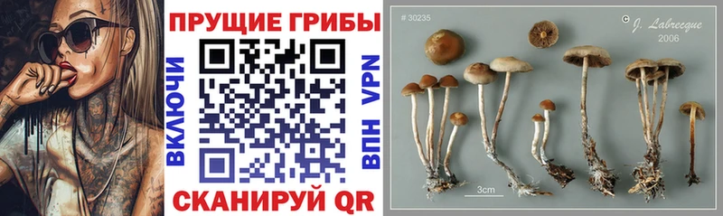 MEGA   купить наркотик  Верея  Псилоцибиновые грибы мицелий 